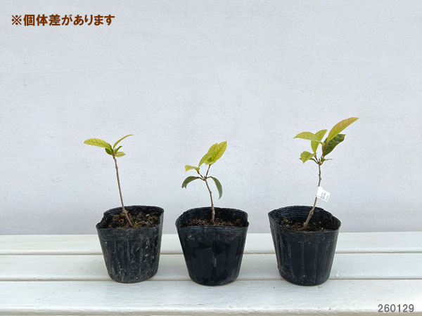 ツバキ（椿）：金花茶（キンカチャ） 3号ポット[1月～2月頃開花　中国産黄色椿]