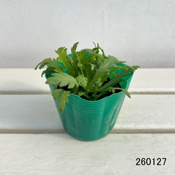 シュンギク:チュウバシュンギク(中葉春菊)3.5号ポット苗