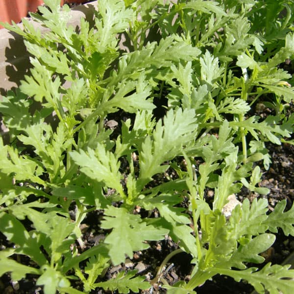 シュンギク:チュウバシュンギク(中葉春菊)3.5号ポット苗