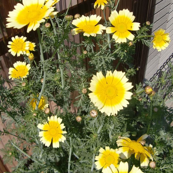 シュンギク:チュウバシュンギク(中葉春菊)3.5号ポット苗