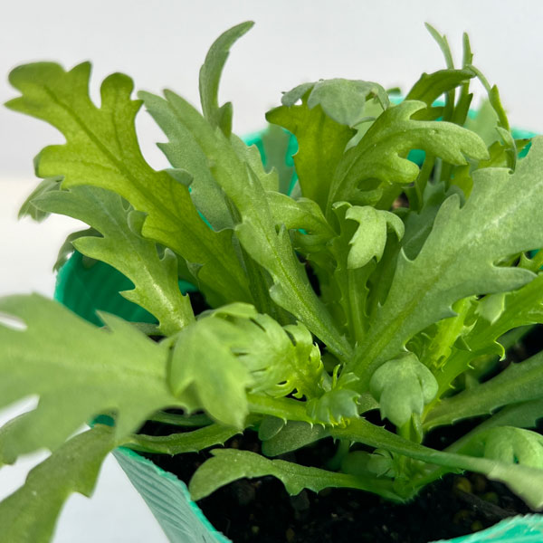 シュンギク:チュウバシュンギク(中葉春菊)3.5号ポット苗