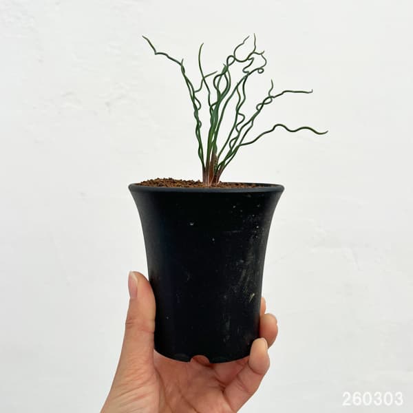 ブルビネ：トルタ　3号鉢植え