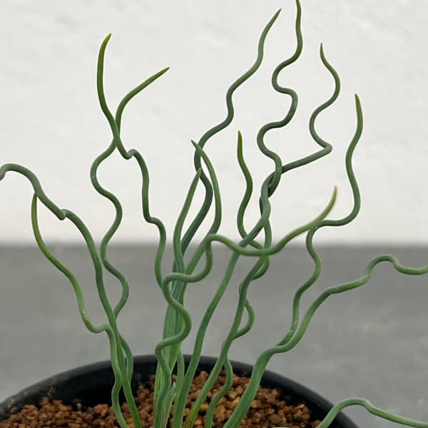 ブルビネ：トルタ　3号鉢植え