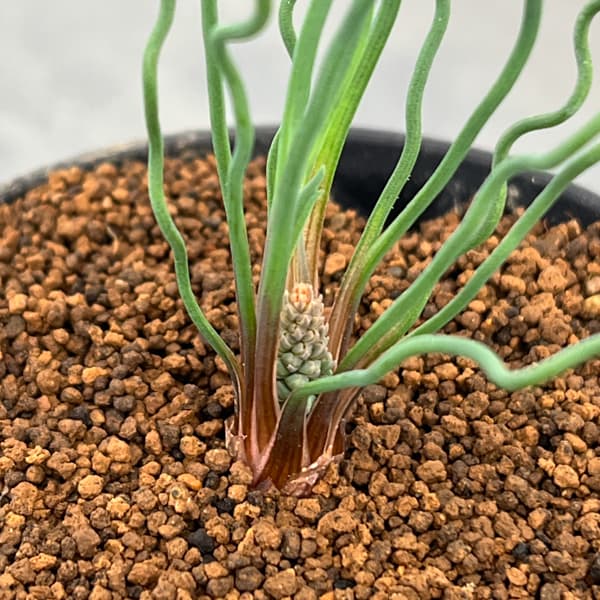 ブルビネ：トルタ　3号鉢植え