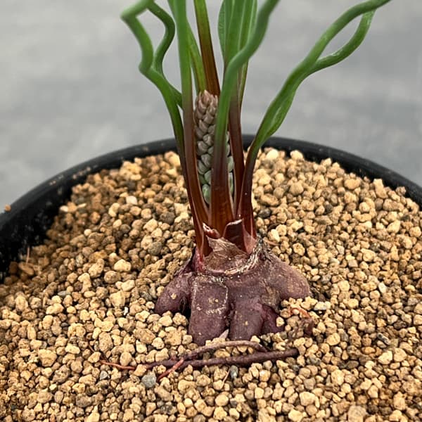 ブルビネ：トルタ　3号鉢植え