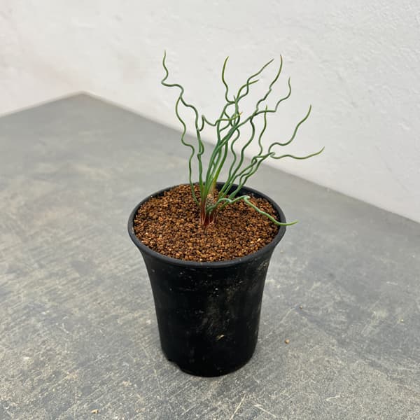 ブルビネ：トルタ　3号鉢植え