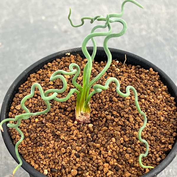 ブルビネ：トルタ　3号鉢植え