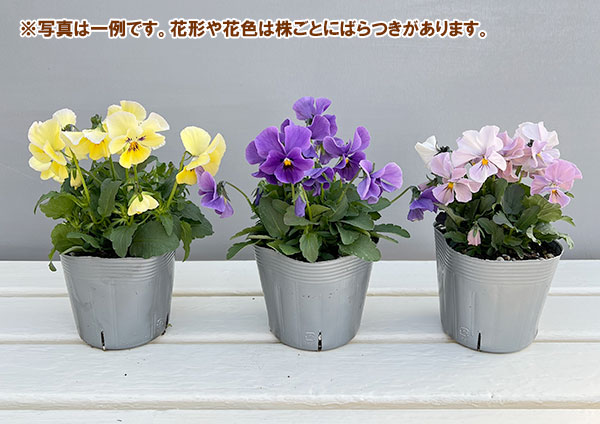 ビオラ:M’sビオラ(吉村農園さん)君待ち・ブローインフィールドのオフタイプ3.5号ポット 6株セット
