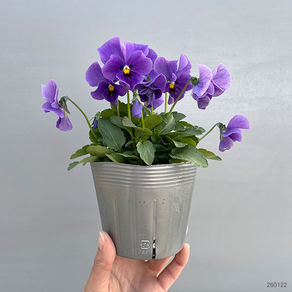 ビオラ:M’sビオラ(吉村農園さん)君待ち・ブローインフィールドのオフタイプ3.5号ポット 6株セット