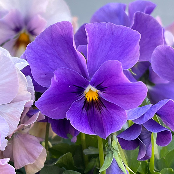 ビオラ:M’sビオラ(吉村農園さん)君待ち・ブローインフィールドのオフタイプ3.5号ポット 6株セット