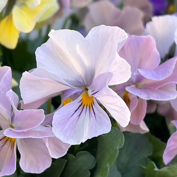 ビオラ:M’sビオラ(吉村農園さん)君待ち・ブローインフィールドのオフタイプ3.5号ポット 6株セット