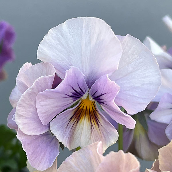 ビオラ:M’sビオラ(吉村農園さん)君待ち・ブローインフィールドのオフタイプ3.5号ポット 6株セット