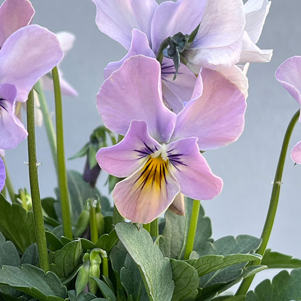 ビオラ:M’sビオラ(吉村農園さん)君待ち・ブローインフィールドのオフタイプ3.5号ポット 6株セット