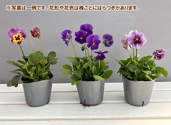 ビオラ：君待ち　パンセ3.5号ポット