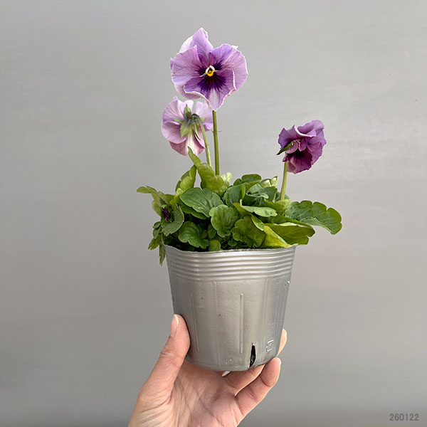ビオラ：君待ち　パンセ3.5号ポット