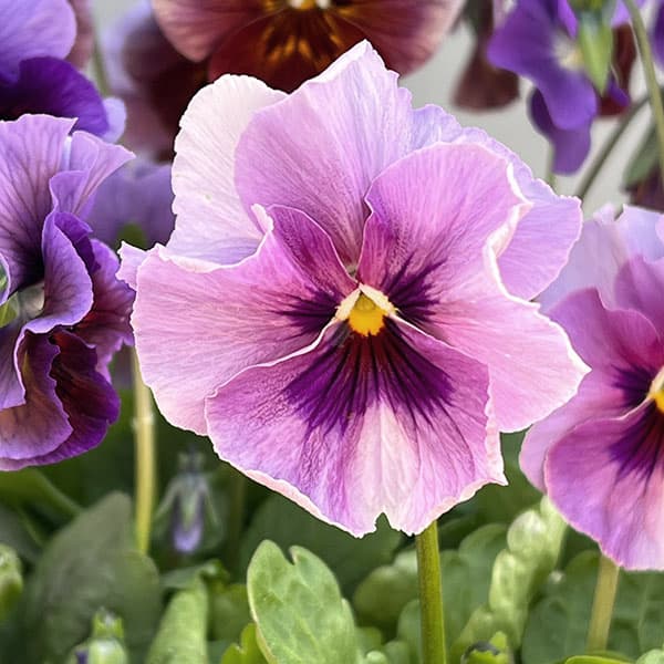 ビオラ：君待ち　パンセ3.5号ポット