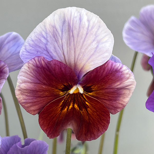 ビオラ：君待ち　パンセ3.5号ポット