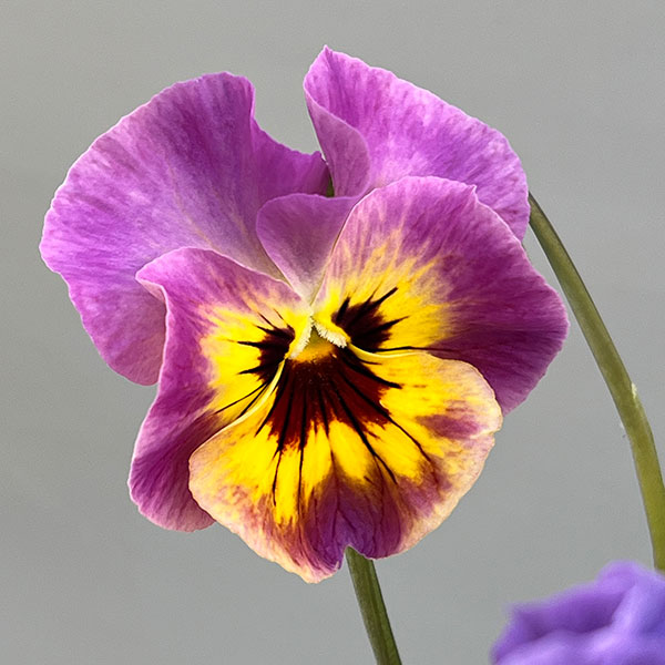 ビオラ：君待ち　パンセ3.5号ポット