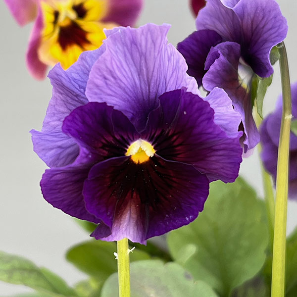 ビオラ：君待ち　パンセ3.5号ポット