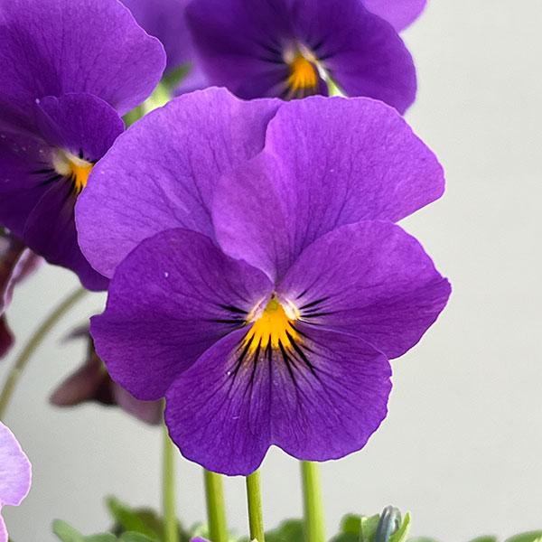 ビオラ：君待ち　パンセ3.5号ポット