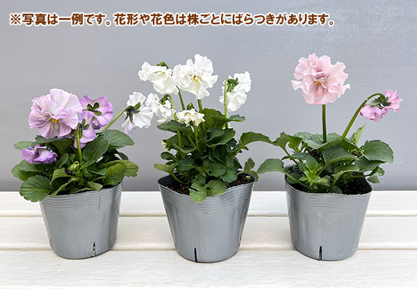 ビオラ：花絵本3.5号ポット 3株セット