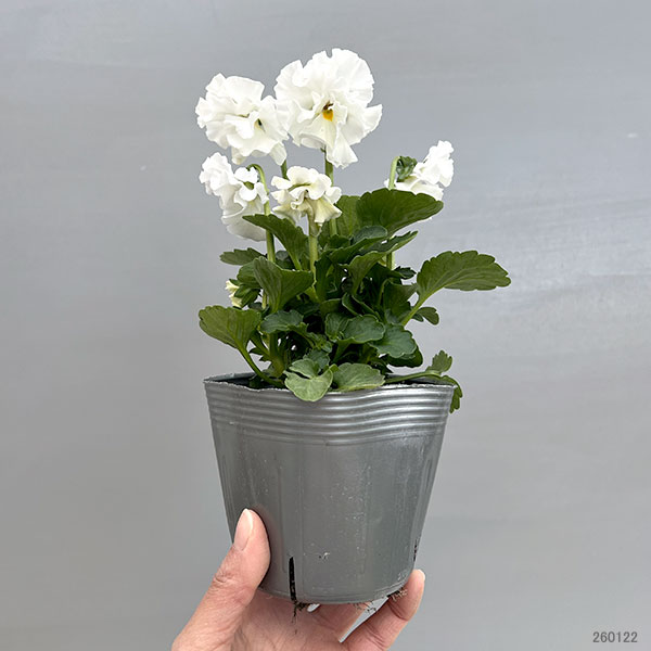 ビオラ：花絵本3.5号ポット 3株セット