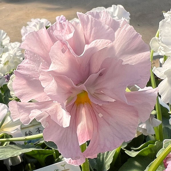 ビオラ：花絵本3.5号ポット 3株セット