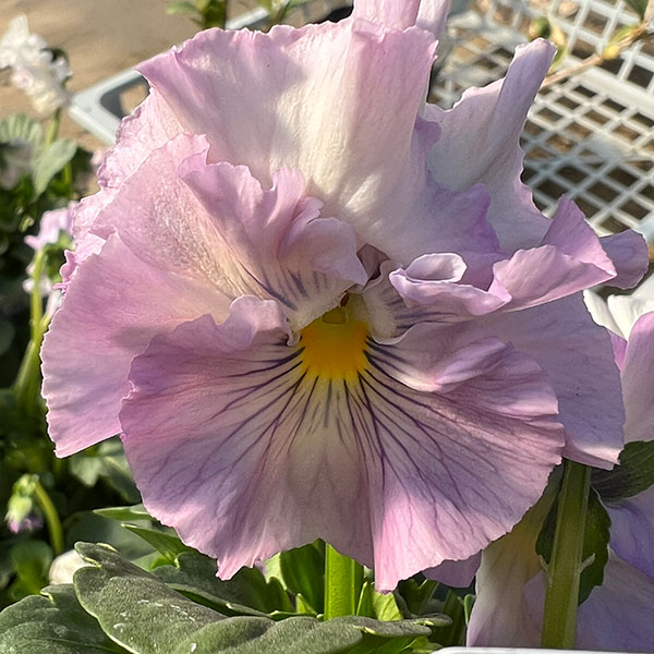 ビオラ：花絵本3.5号ポット 3株セット