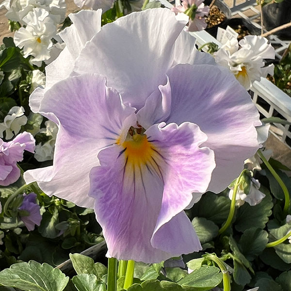 ビオラ：花絵本3.5号ポット 3株セット