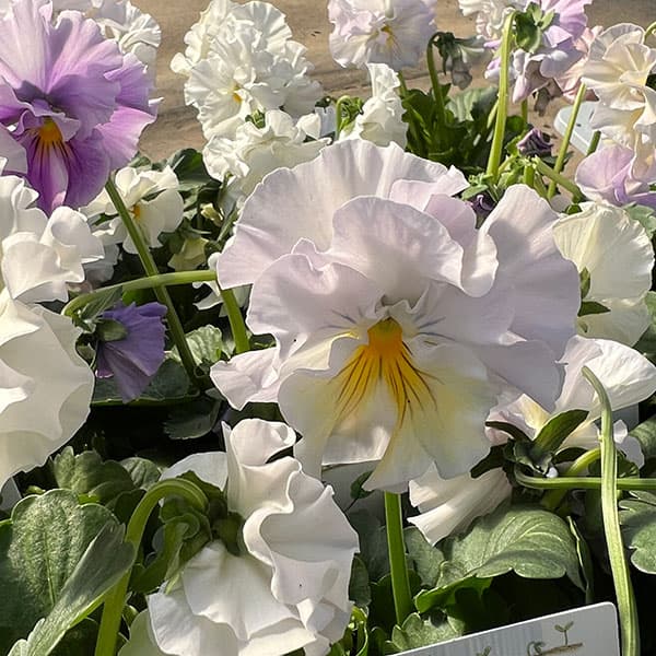 ビオラ：花絵本3.5号ポット 3株セット