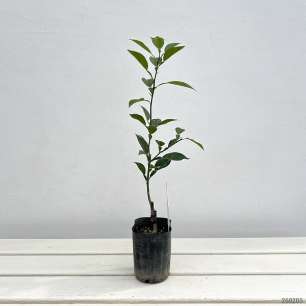 ユズ：ホンユズ（本柚子）3号ポット接木苗