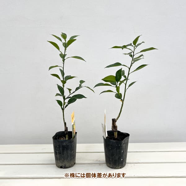 ユズ：ホンユズ（本柚子）3号ポット接木苗