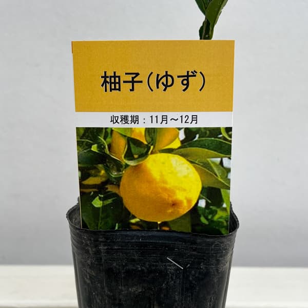 ユズ：ホンユズ（本柚子）3号ポット接木苗