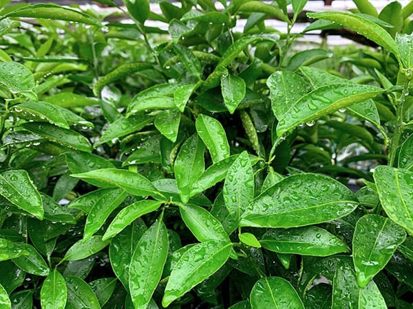 チャンドラポメロ5号ポット