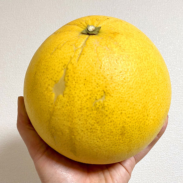 チャンドラポメロ5号ポット