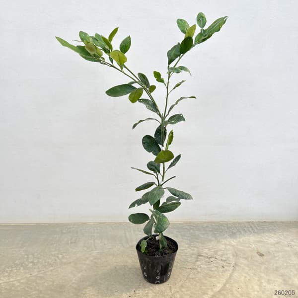 チャンドラポメロ5号ポット