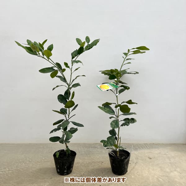 チャンドラポメロ5号ポット