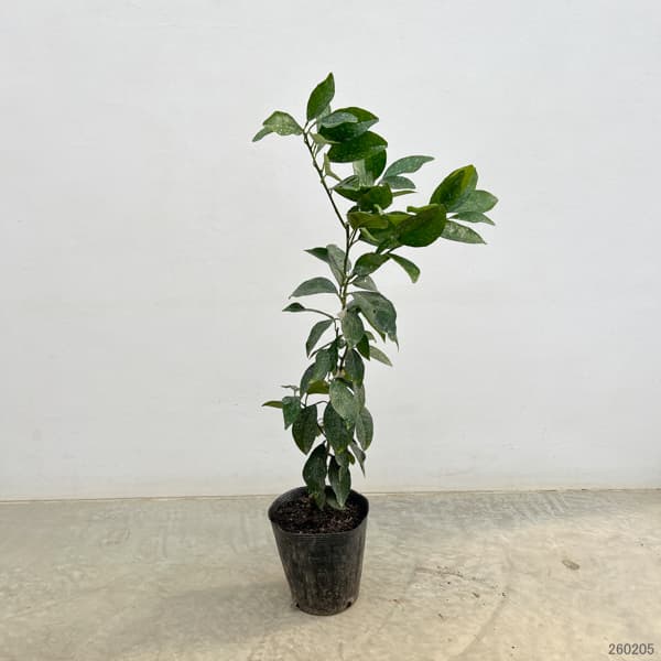 ブラッドオレンジ：モロ5号ポット