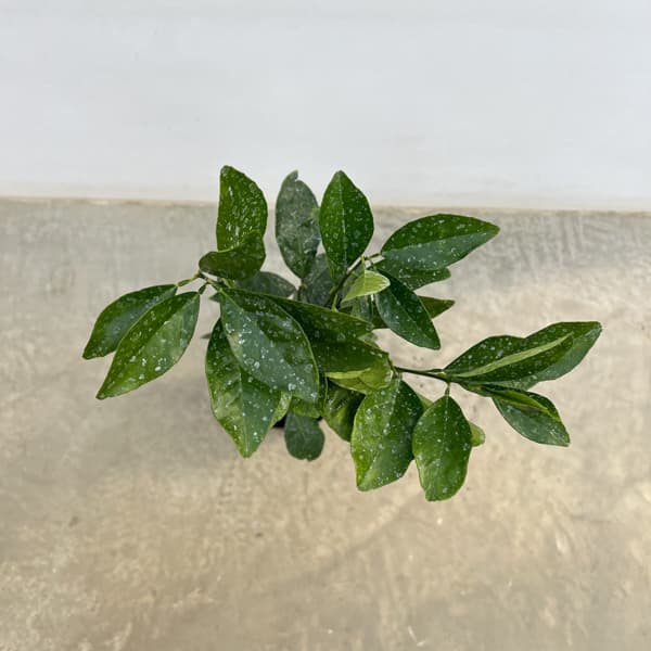 ブラッドオレンジ：モロ5号ポット