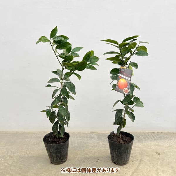 ブラッドオレンジ：モロ5号ポット