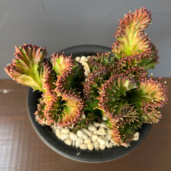 ユーフォルビア：ラクティアマハラジャ（接ぎ降し）5号鉢植え26-02