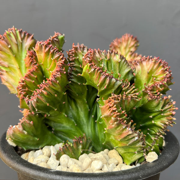 ユーフォルビア：ラクティアマハラジャ（接ぎ降し）5号鉢植え26-02