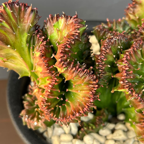 ユーフォルビア：ラクティアマハラジャ（接ぎ降し）5号鉢植え26-02