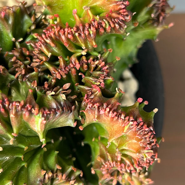 ユーフォルビア：ラクティアマハラジャ（接ぎ降し）5号鉢植え26-02