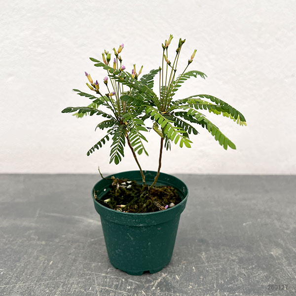 ビオフィツム：センシティブム（オサバフウロ）　2号ポット