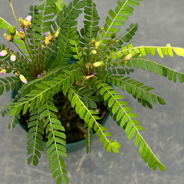 ビオフィツム：センシティブム（オサバフウロ）　2号ポット