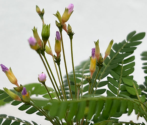 ビオフィツム：センシティブム（オサバフウロ）　2号ポット