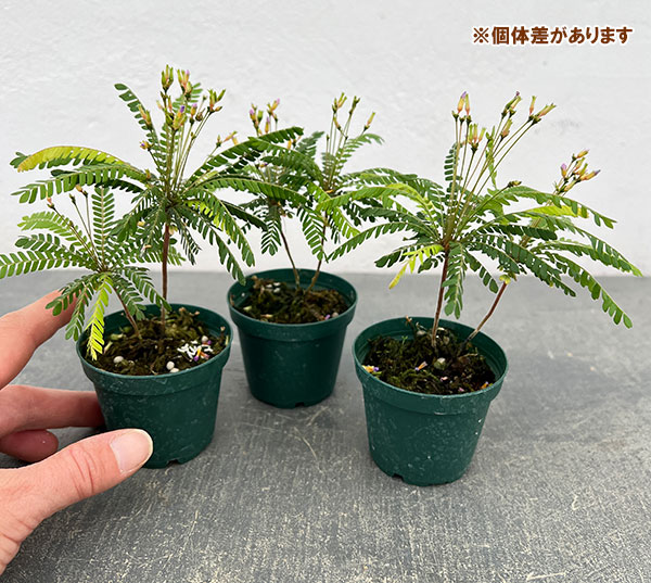 ビオフィツム：センシティブム（オサバフウロ）　2号ポット