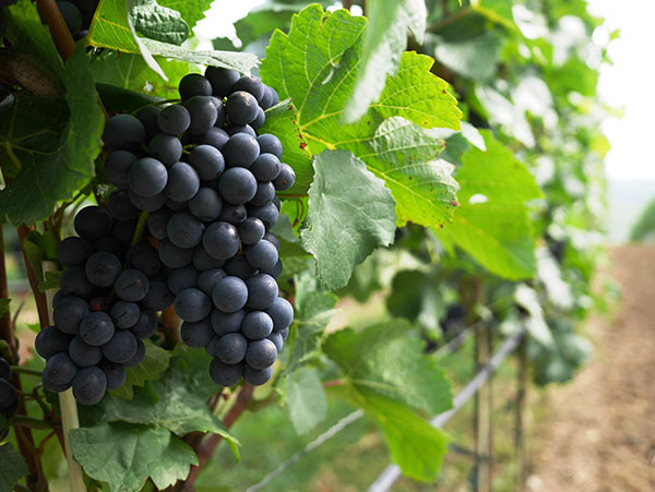 [26年4月下旬予約]ブドウ：ブラック三尺挿木苗4号ポット