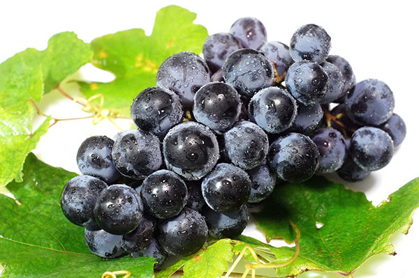 [26年4月下旬予約]ブドウ：ブラック三尺挿木苗4号ポット